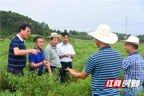 衡东县 三樟黄贡椒 农产品地理标志登记通过省级品质鉴评