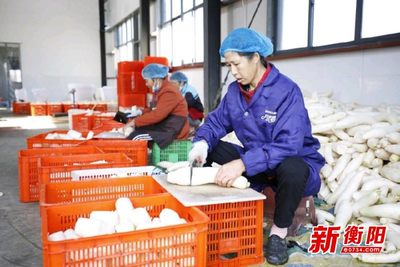 中国地标农产品金甲岭萝卜新鲜上市,年总产值破1亿元